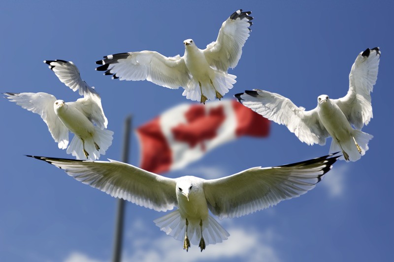 Canva - 4只鸟在白天与加拿大国旗在空中飘扬 4 Birds Flying in Mid Air With Flag of Canada Behind during Daytime.jpg